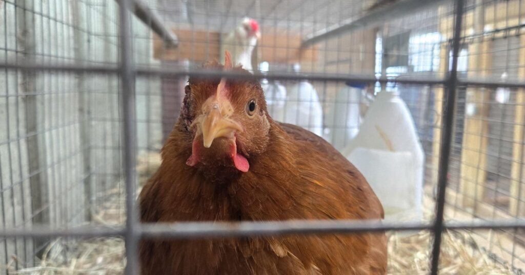 Bird flu in humans hasn’t officially been seen in U.S. in 3 months: “We just don’t know why”