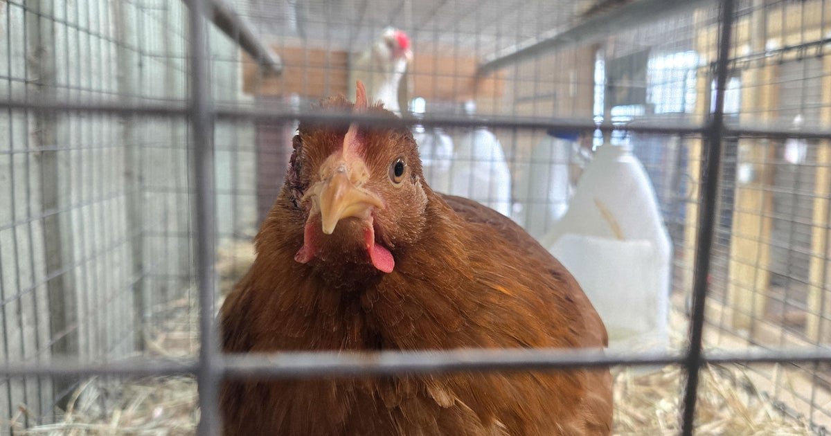 Bird flu in humans hasn’t officially been seen in U.S. in 3 months: “We just don’t know why”
