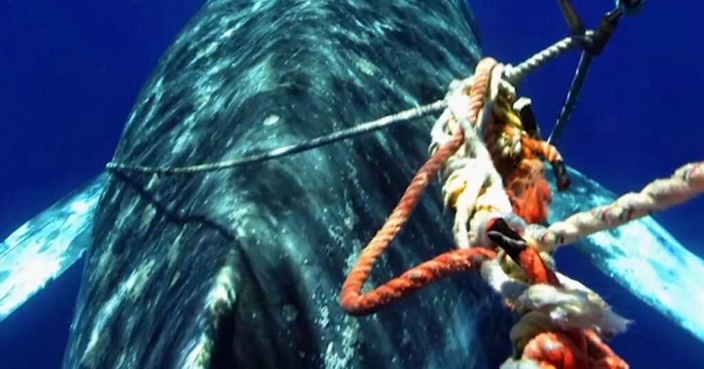 Crab fisherman tests new tech to protect whales from deadly entanglements