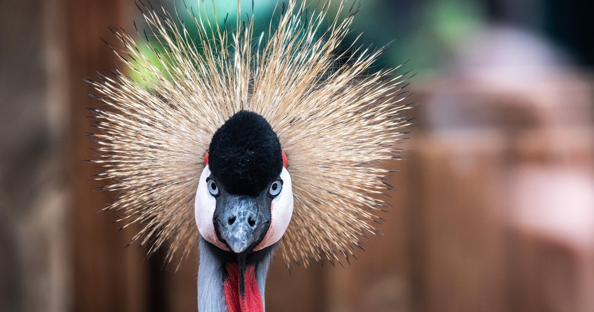 Crane escaped from Washington zoo found after strolling near town, hanging with