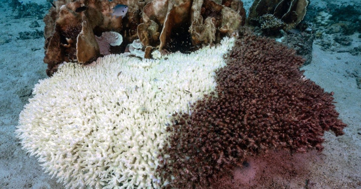 Ecologist warns sudden coral bleaching is