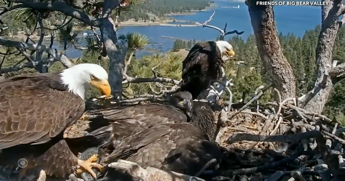 Internet-famous eagle couple’s chicks are on the brink of first flight