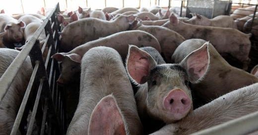 Man pleads guilty in murder-for-hire plot in which he planned to feed victim to hogs