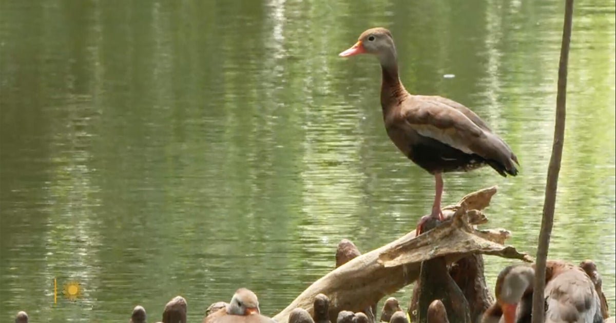 Nature: Black-bellied whistling ducks in New Orleans