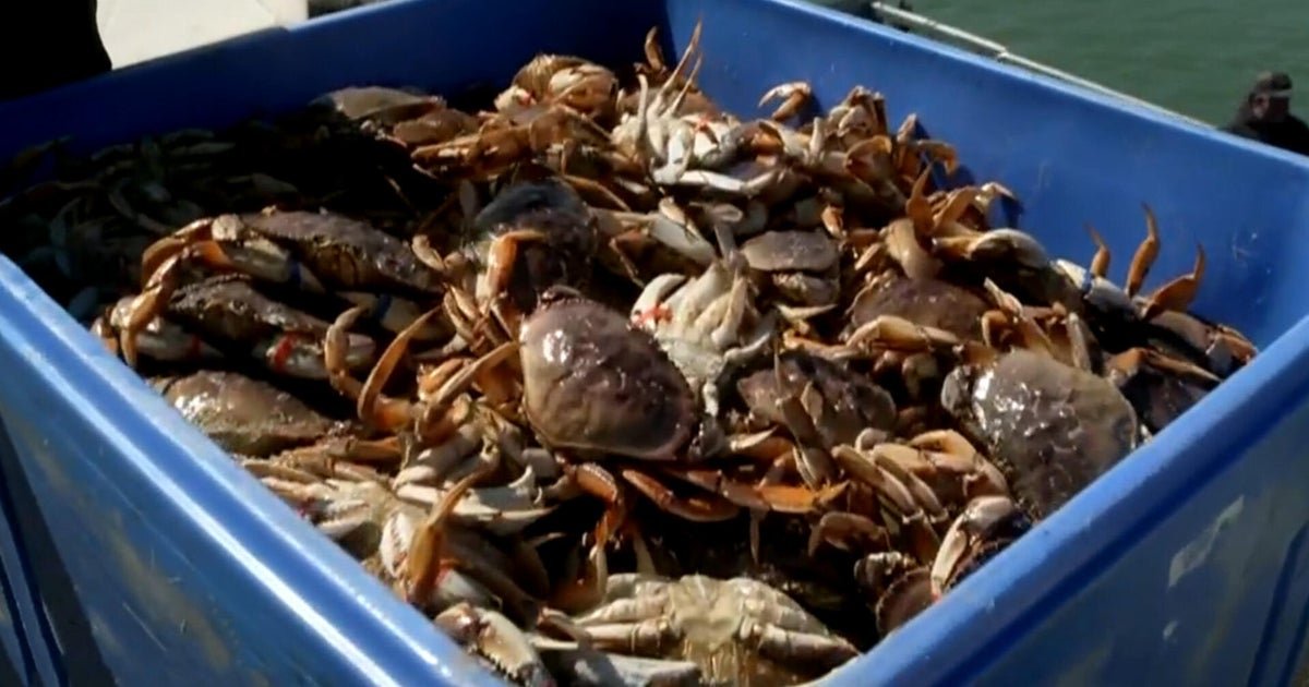 Seafood caught in cages can put other ocean creatures at risk, including whales