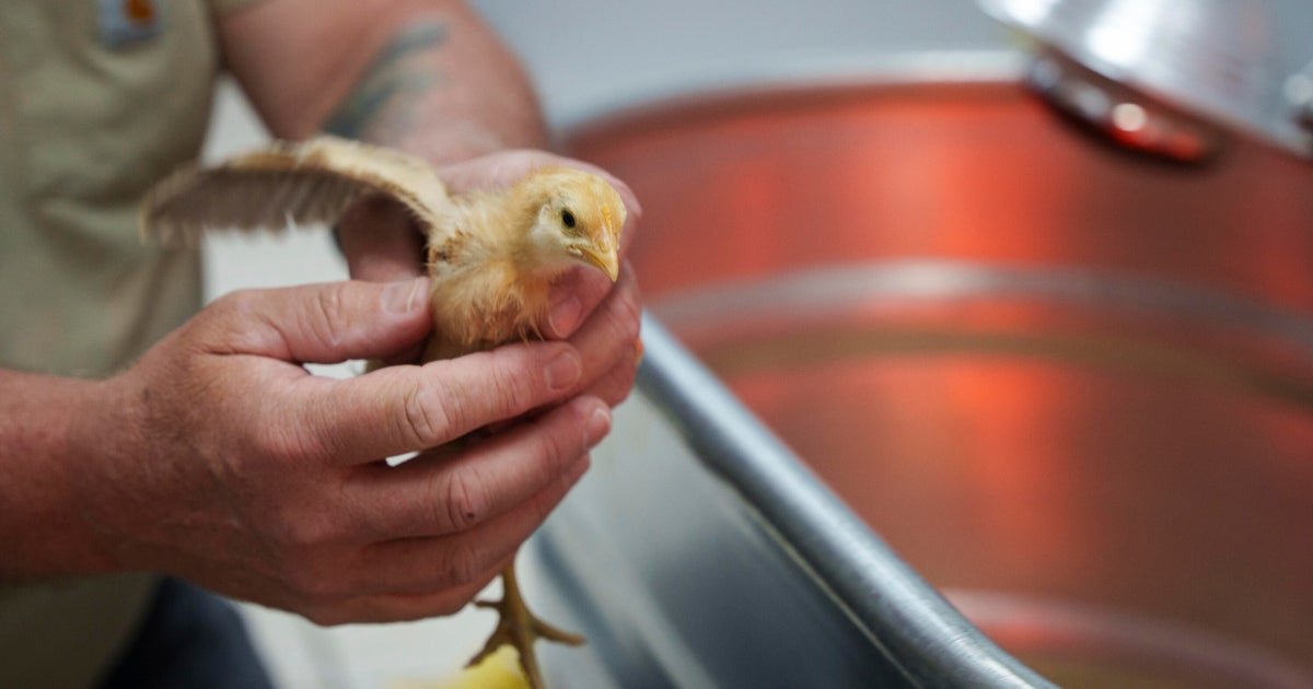 Shipment of thousands of chicks left in USPS truck. Overwhelmed shelter needs help adopting them