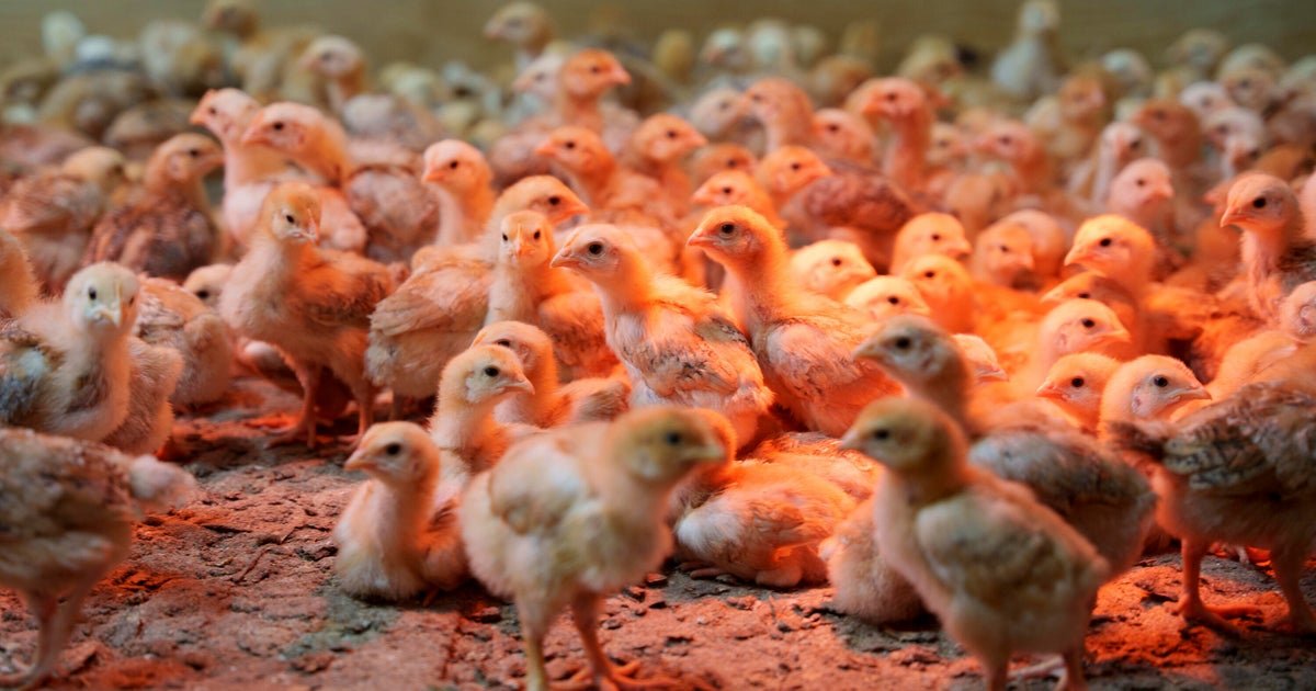 Thousands of chicks found abandoned in USPS truck have been adopted