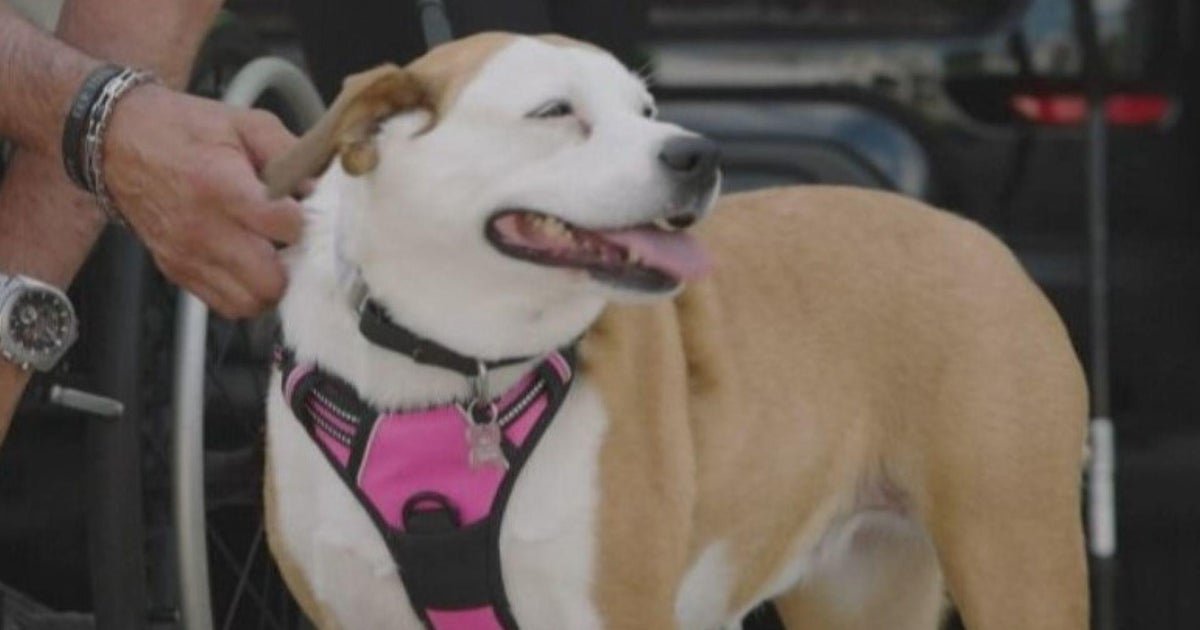 Tiki the dog helps Illinois man Chris Smith survive gunshot to the head