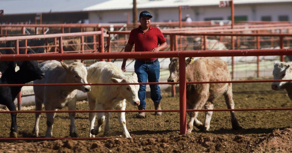 U.S. suspends importation of live cattle from Mexico over screwworm pest