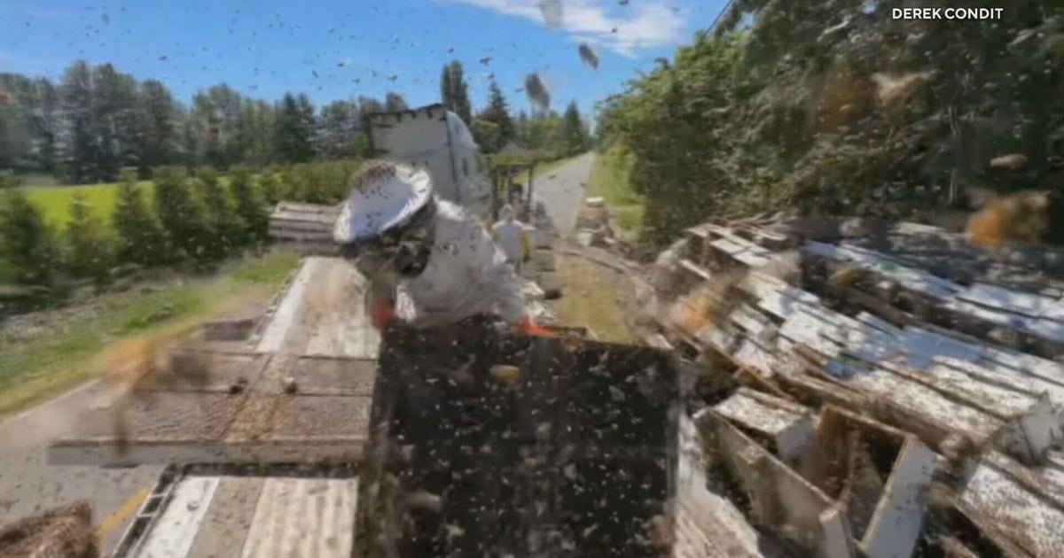 14 million honeybees escape after truck rollover in Washington state