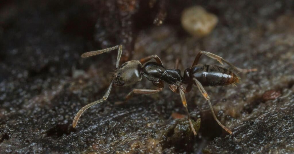 Asian needle ants with a potentially fatal sting have spread across multiple states
