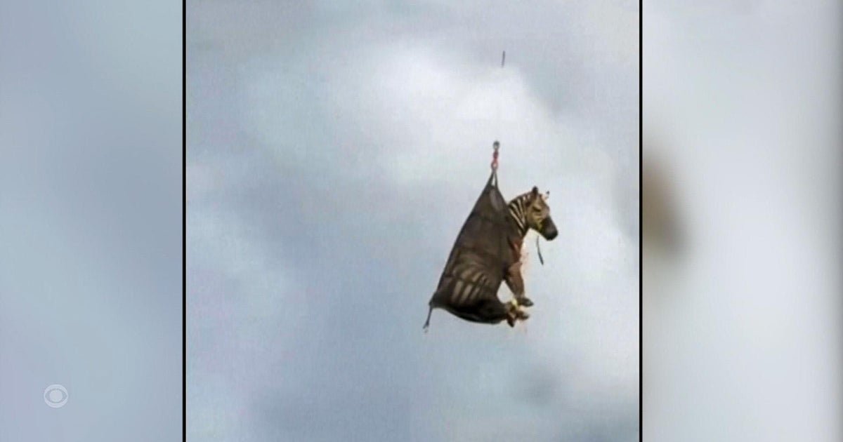 Escaped zebra captured in Tennessee
