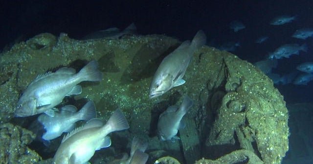 Exploring a U-Boat wreck off North Carolina