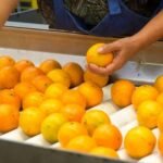 FDA food inspector vacancies near 20% after Trump hiring freeze