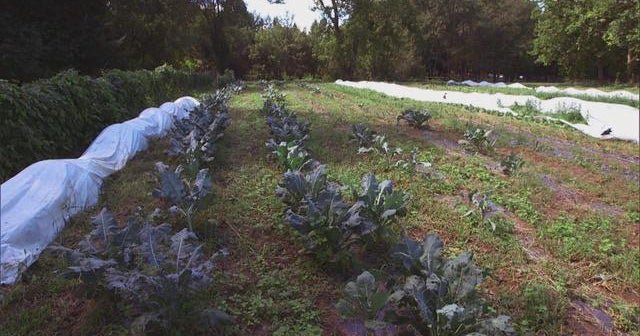 Farming the land, in a national park