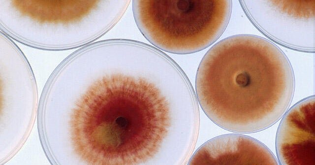 Fungus in