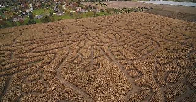 Get lost in the world’s largest corn maze