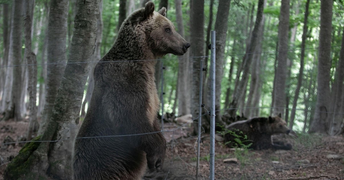 Hiker dies after bear knocks him into 2,600-foot ravine in Greece, witness says Hiker dies after bear knocks him into 2,600-foot ravine in Greece, witness says