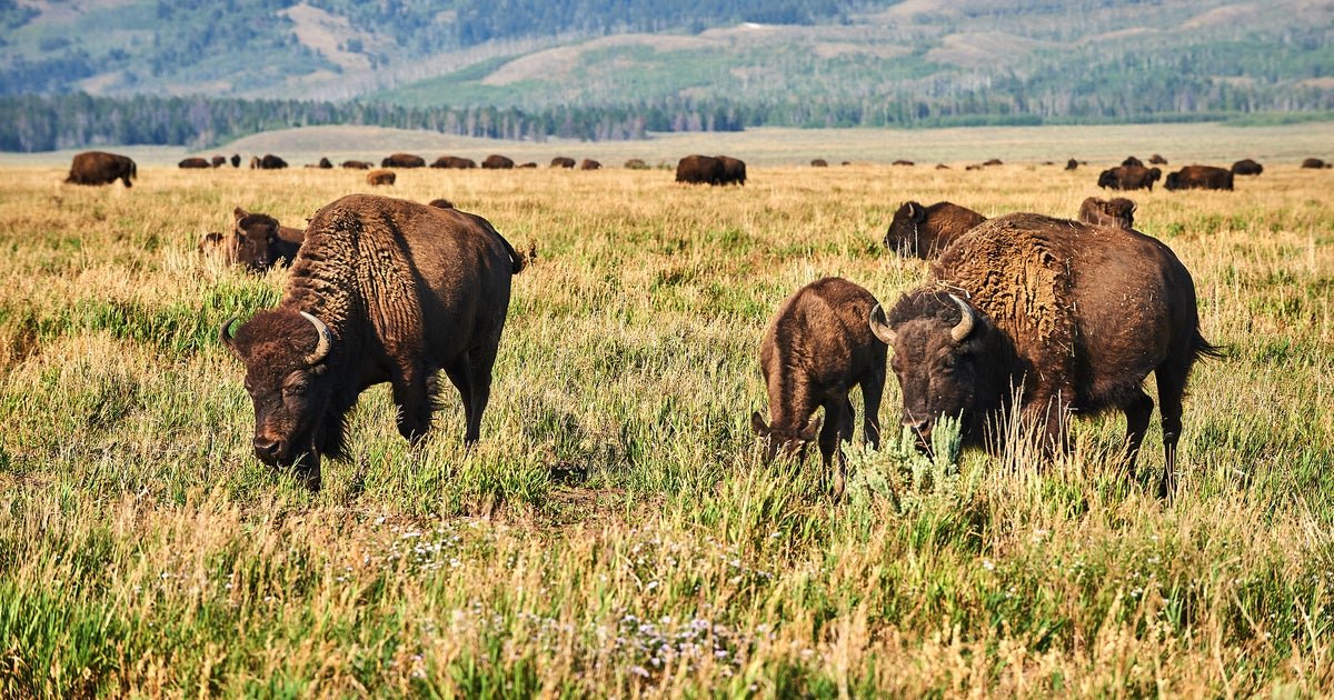 Man gored by bison in Yellowstone National Park after getting too close, NPS says