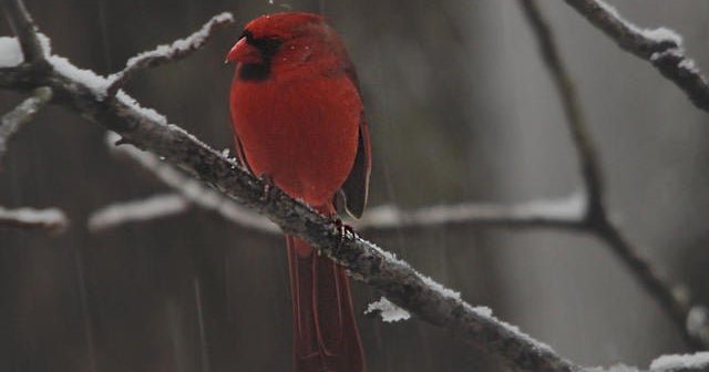 Nature: Cardinals in the snow