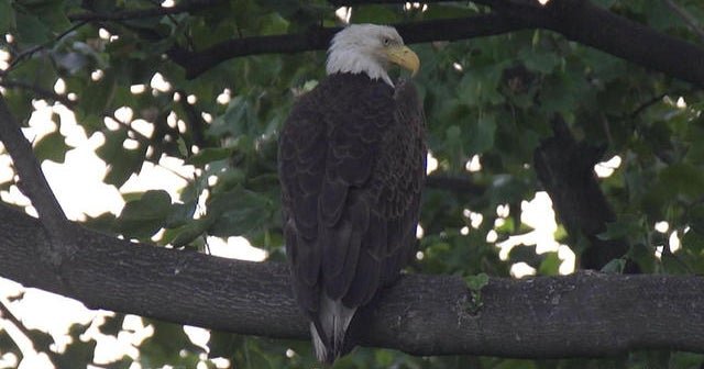 Nature: Eagles