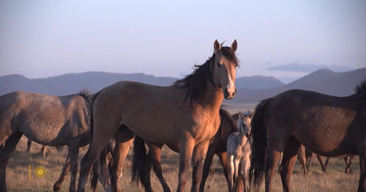 Nature: Horses in the Sierras