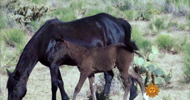 Nature: Horses