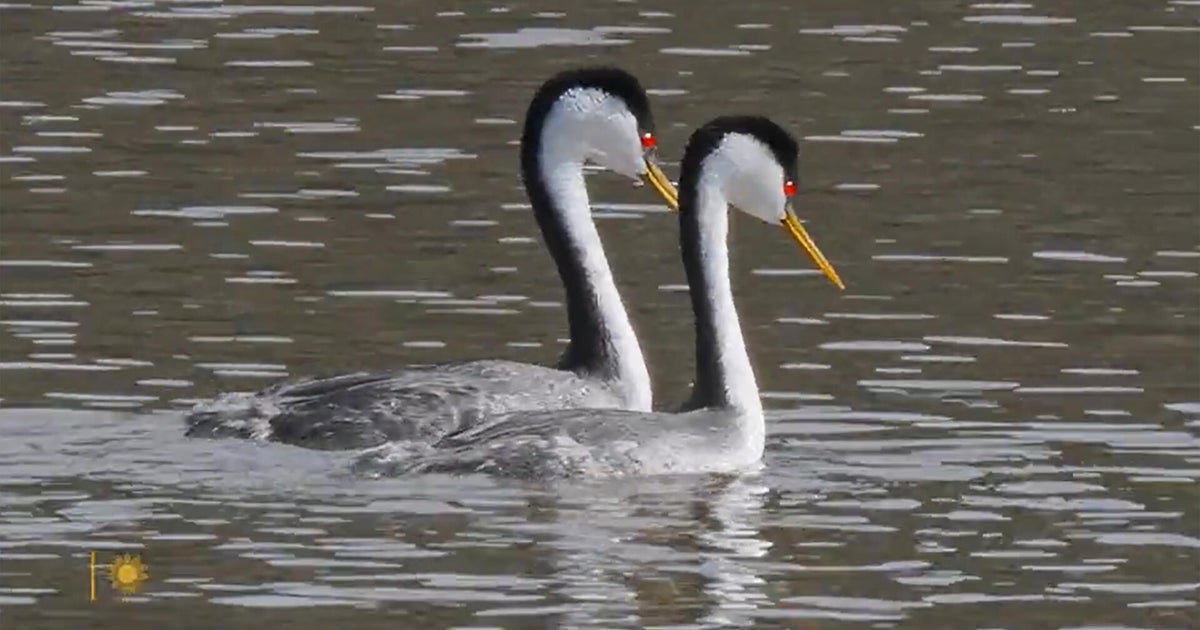 Nature: Mating grebes