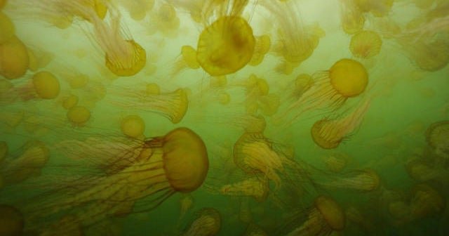 Nature: Sea nettles in Monterey Bay