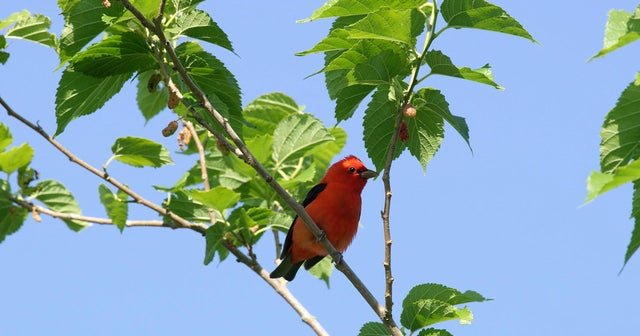 Nature: Songbirds in Texas