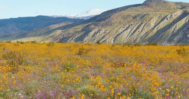 Nature: Superbloom