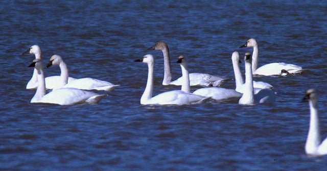 Nature: Swans at Cayuga Lake