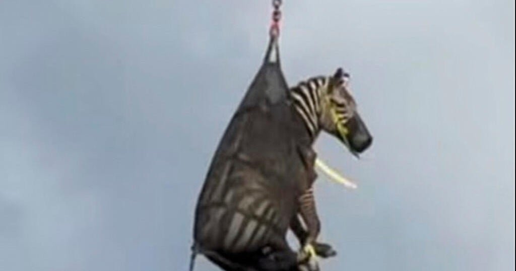 Runaway zebra named Ed caught after a week on the run in Tennessee