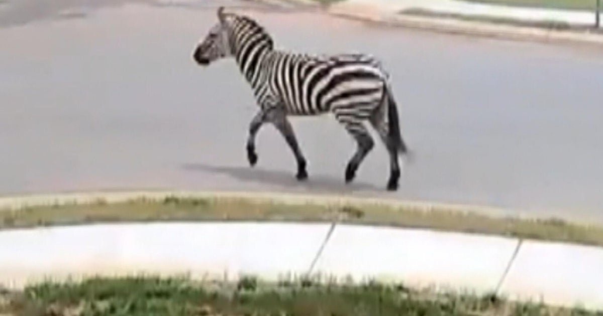 Runaway zebra sparks manhunt in Tennessee