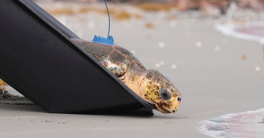Sea turtle named Dilly Dally crawls back to the ocean after having flipper amputated at Florida hospital