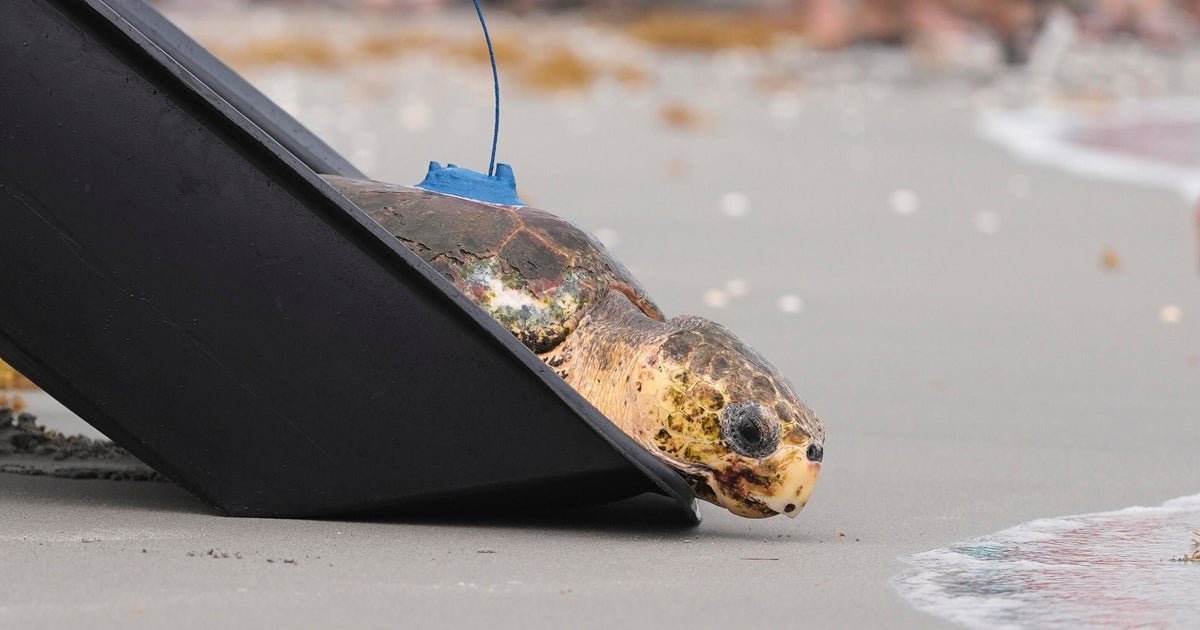 Sea turtle named Dilly Dally crawls back to the ocean after having flipper amputated at Florida hospital