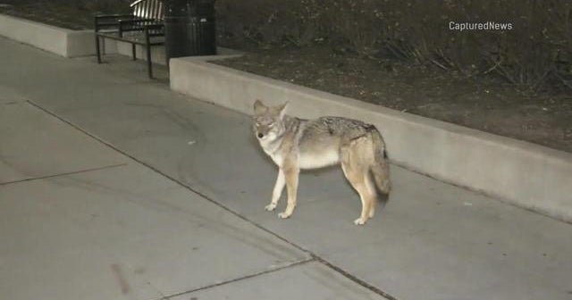 Two people attacked by coyotes in Chicago