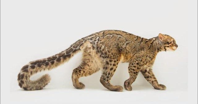 Wild cats