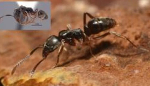 needle-ant-screenshot-2025-06-09-104502.png 